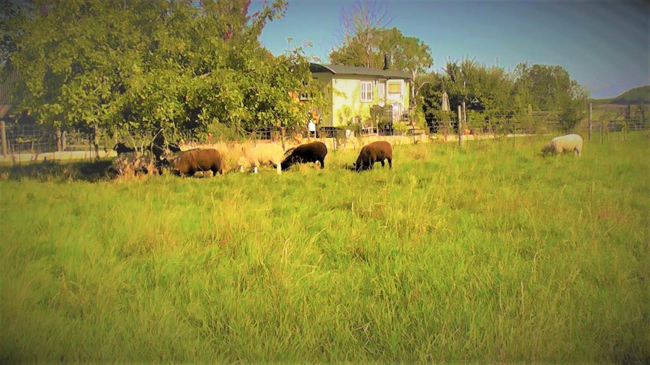 איבשאם The Abberton Shepherds Hut מראה חיצוני תמונה